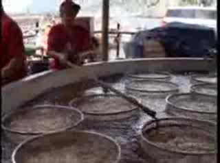 Camogli frigge per il pesce