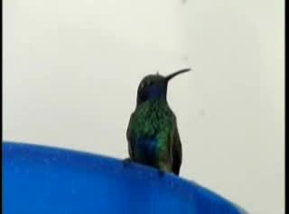 Due colibri' rubati all'acquario