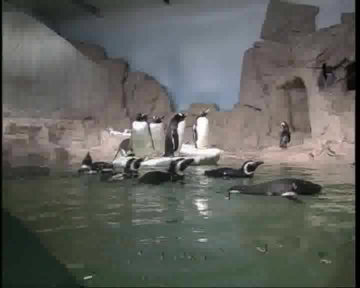 Vasca milionaria per i pinguini dell'Acquario