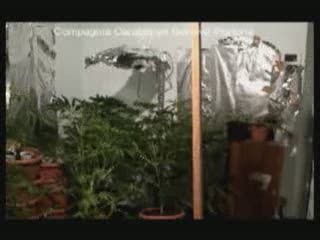 COLTIVAVA IN CASA TRENTA PIANTE DI MARIJUANA