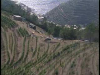 ALLE CINQUE TERRE NASCE IL VIGNETO-MUSEO