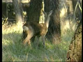 POLEMICHE SULLA CACCIA TRA PROVINCIA E ANIMALISTI