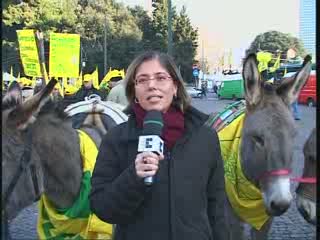 PROTESTA COLDIRETTI, BUOI E TRATTORI IN PIAZZA