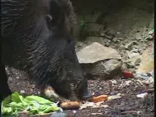 IL CINGHIALE PIERO E' ANCORA IN CERCA DI CASA