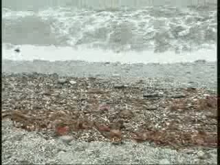 UN MARE DI SPORCIZIA E DIVIETI DI BALNEAZIONE