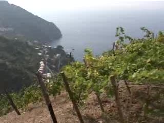 VENDEMMIA 2009, CALO DEL 20% NELLE CINQUE TERRE