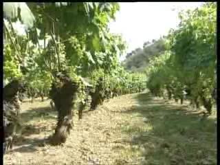 TAGGIA, DOPO 100 ANNI RINASCE IL MOSCATELLO