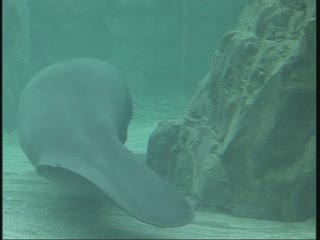 L'ACQUARIO METTE IN VASCA LA LEGGENDA DELLE SIRENE