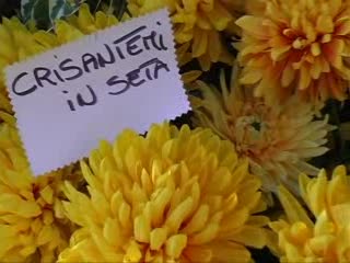 SANREMO, GUERRA TRA I CRISANTEMI VERI E QUELLI FINTI