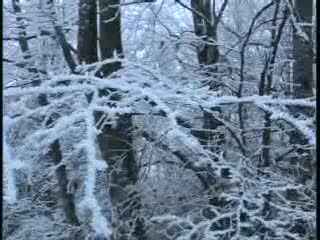 DOPO LA NEVE E IL GELO LA GALAVERNA PROVOCA DANNI