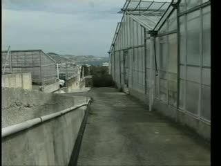 PONENTE LIGURE, FLORICULTURA IN FORTE CRISI