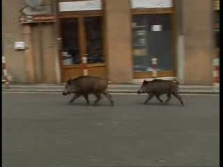 GENOVA, CINGHIALI A SPASSO PER OREGINA