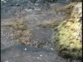 ALGA TOSSICA E DIVIETI PER IL MAR LIGURE