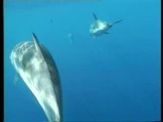 SANTUARIO CETACEI SENZA SEDE E DIMENTICATO