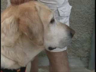 VA A PONGO, IL PREMIO FEDELTA' CANE 2010