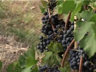 CINQUE TERRE, UN FUNGO ATTACCA I VIGNETI