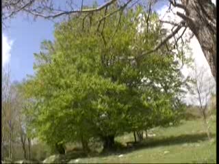 ANTOLA, VERSO IL RIFUGIO IN UN MARE DI VERDE