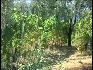 VENDEMMIA 2012, MENO VINO MA SARA' DI OTTIMA QUALITA'