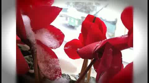 LA NEVICATA IN LIGURIA...CON LE VOSTRE FOTOGRAFIE