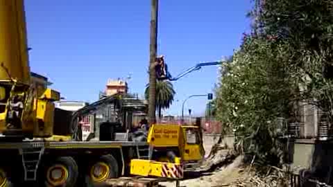 ASTER FA TRASLOCARE LA PALMA STORICA DI GENOVA