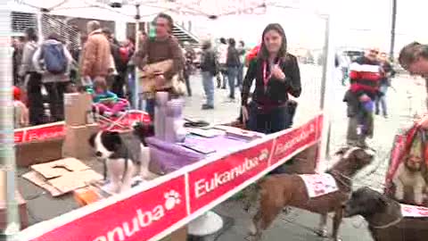 TORNA A GENOVA LA STRACANINA: TANTI 