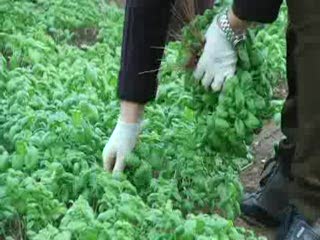 VIAGGIO IN LIGURIA, ALBENGA: NASCE IL BASILICHITO