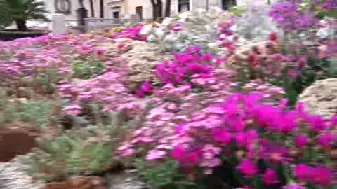 VIAGGIO IN LIGURIA: IL CENTRO D'ALBENGA IN FIORE