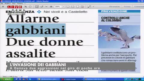 SCARPINO DIETRO ALL'INVASIONE DI GABBIANI IN CITTA'