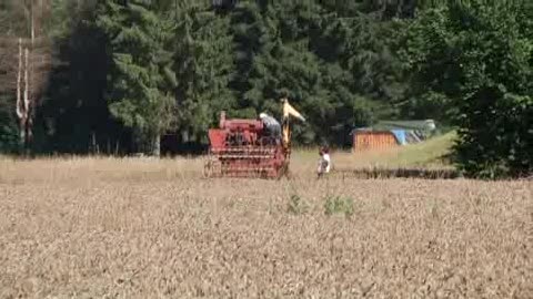 VIAGGIO IN LIGURIA, LA RACCOLTA DEL GRANO 