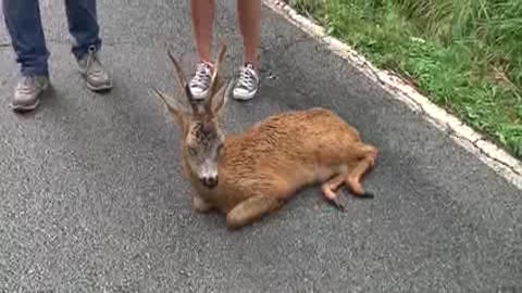 CAPRIOLO INVESTITO E LASCIATO IN MEZZO ALLA STRADA