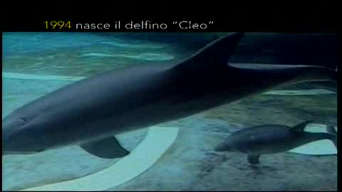 Nascita Delfino Cleo all’Acquario di Genova