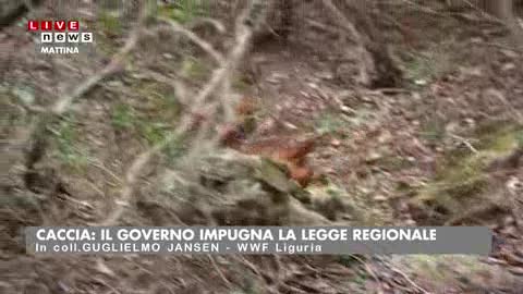 Caccia, il Governo impugna la legge regionale  