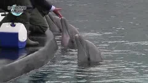 Acquario di Genova, il momento del pasto dei delfini