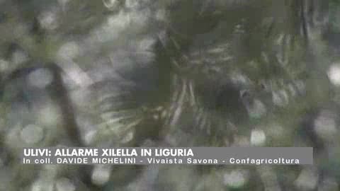 Xylella: è guerra tra Commissione Europea e Liguria