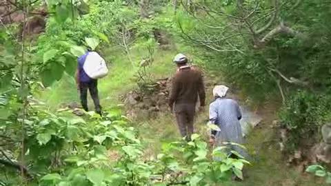 Viaggio in Liguria, la raccolta dei fiori d'arancio 