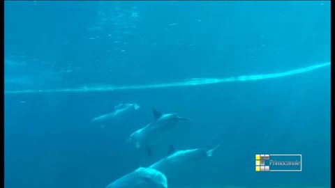 Acquario, la baby delfina Goccia debutta nella vasca dei cetacei