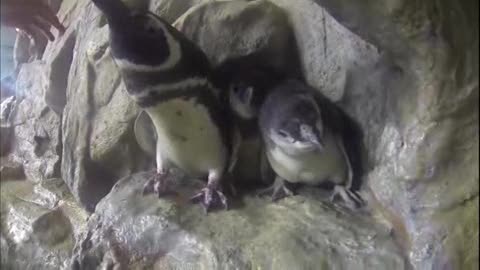 L'Acquario festeggia la nascita dei gemelli pinguino