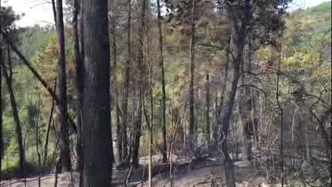 Spezia, bosco in fiamme: 