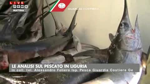 Analisi del pescato in Liguria, l'attività della Guardia Costiera 