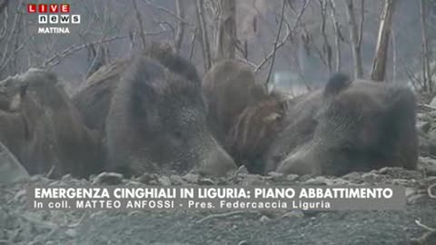 Emergenza cinghiali, via all'abbattimento in Liguria