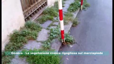 Genova, l'erba cresce rigogliosa sul marciapiede 