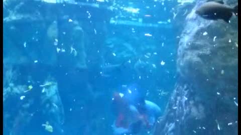 All'Acquario di Genova parto inedito: è nato un lamantino