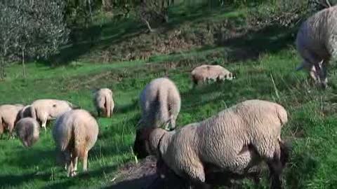 Viaggio in Liguria, le pecore delle alture di Varazze