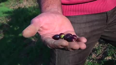 Viaggio in Liguria, la rinascita delle olive sopra Varazze