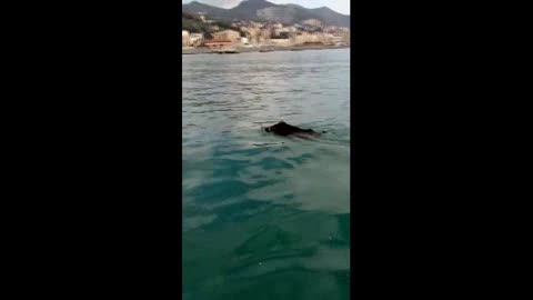 Cinghiale spaventato da cacciatori finisce in mare a Pegli e muore