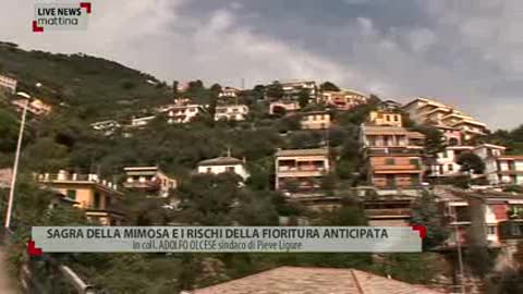 Mimosa, la sagra a Pieve si farà: 