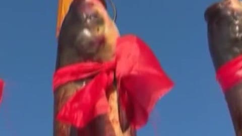 Il primo pesce pescato nel 2016 vale 10mila dollari