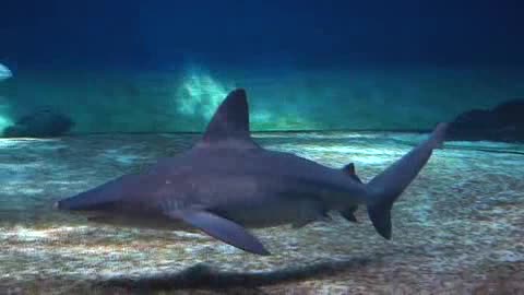 L'Acquario di Genova cambia: più colore e un percorso interattivo 