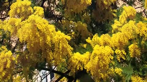 Festa da dònna: inverno cado e umido, mimose pöche e cae