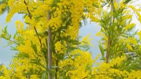 Festa della donna, nell'imperiese prodotto il 90% delle mimose italiane